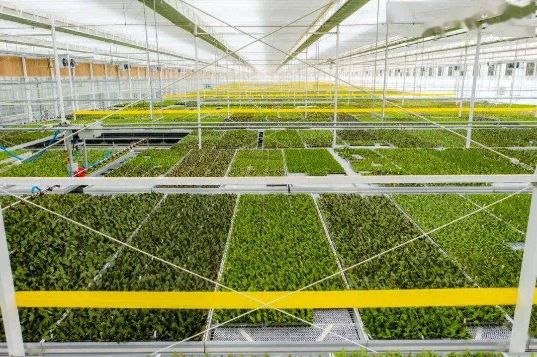 kaiyun.com-包含“智慧场馆+绿色基础”成为行业新标杆，行业基础设施逐步完善的词条