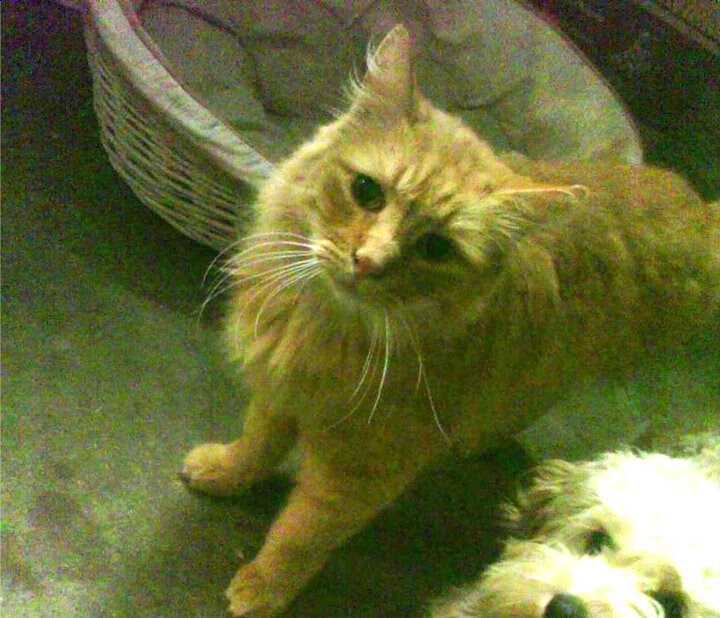 NBA官方宣布:2025全明星赛将在芝加哥举行,21年nba全明星赛