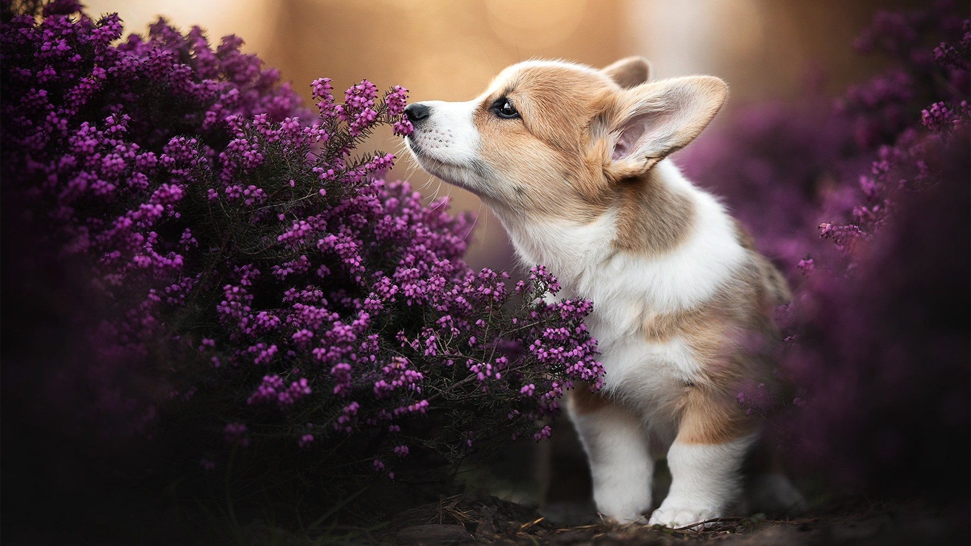 开云中国-NBA新增“队员-社区互动排名”体系，鼓励球员公益，nba球队数据统计排名