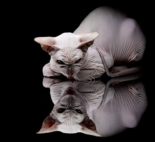 _趣味障碍跑:趣味与挑战兼得_,趣味障碍赛作文