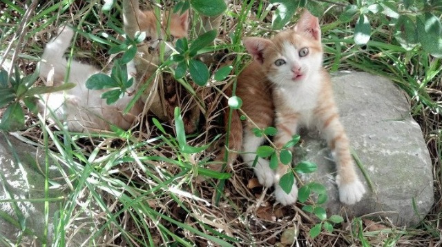 _足球少年未来之星：青训营培养新力量_，足球少年养成