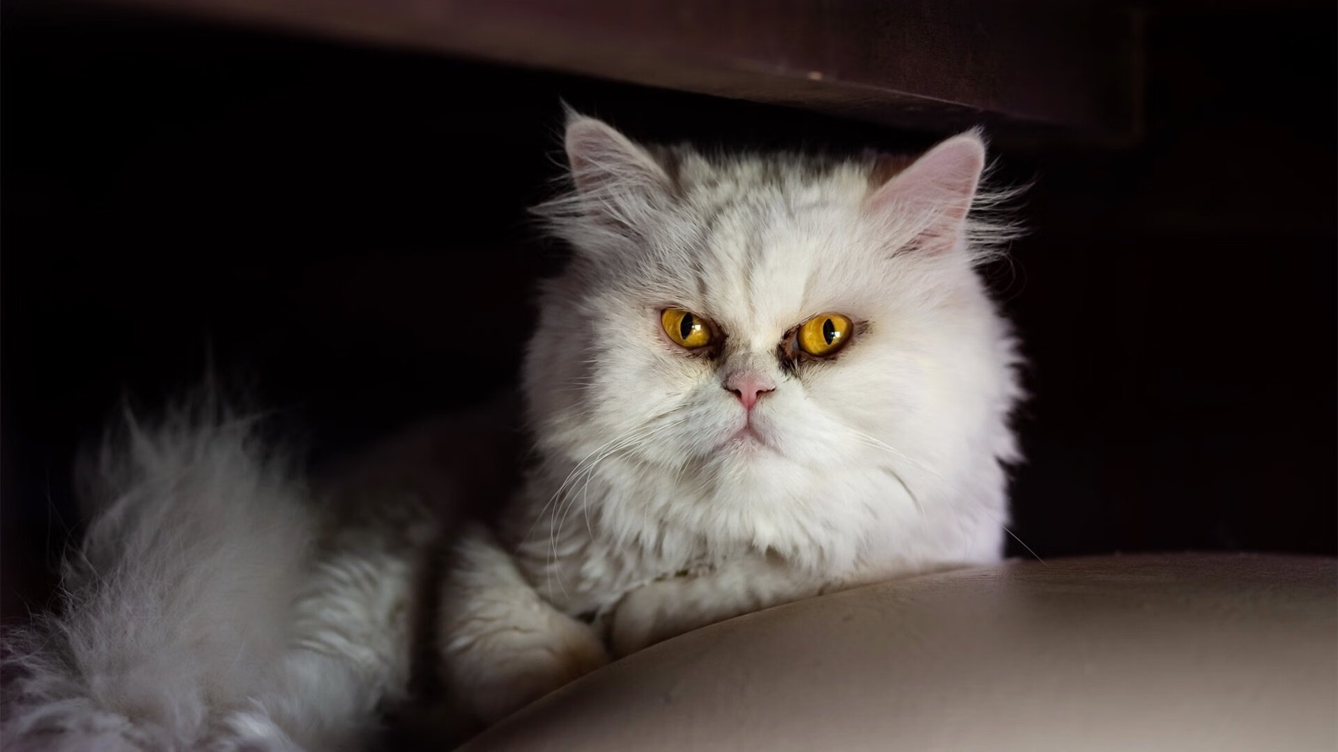 kaiyun网站-光明记忆未来之星线上赛明日开启，刀光剑影竞技场，播放2021光明未来