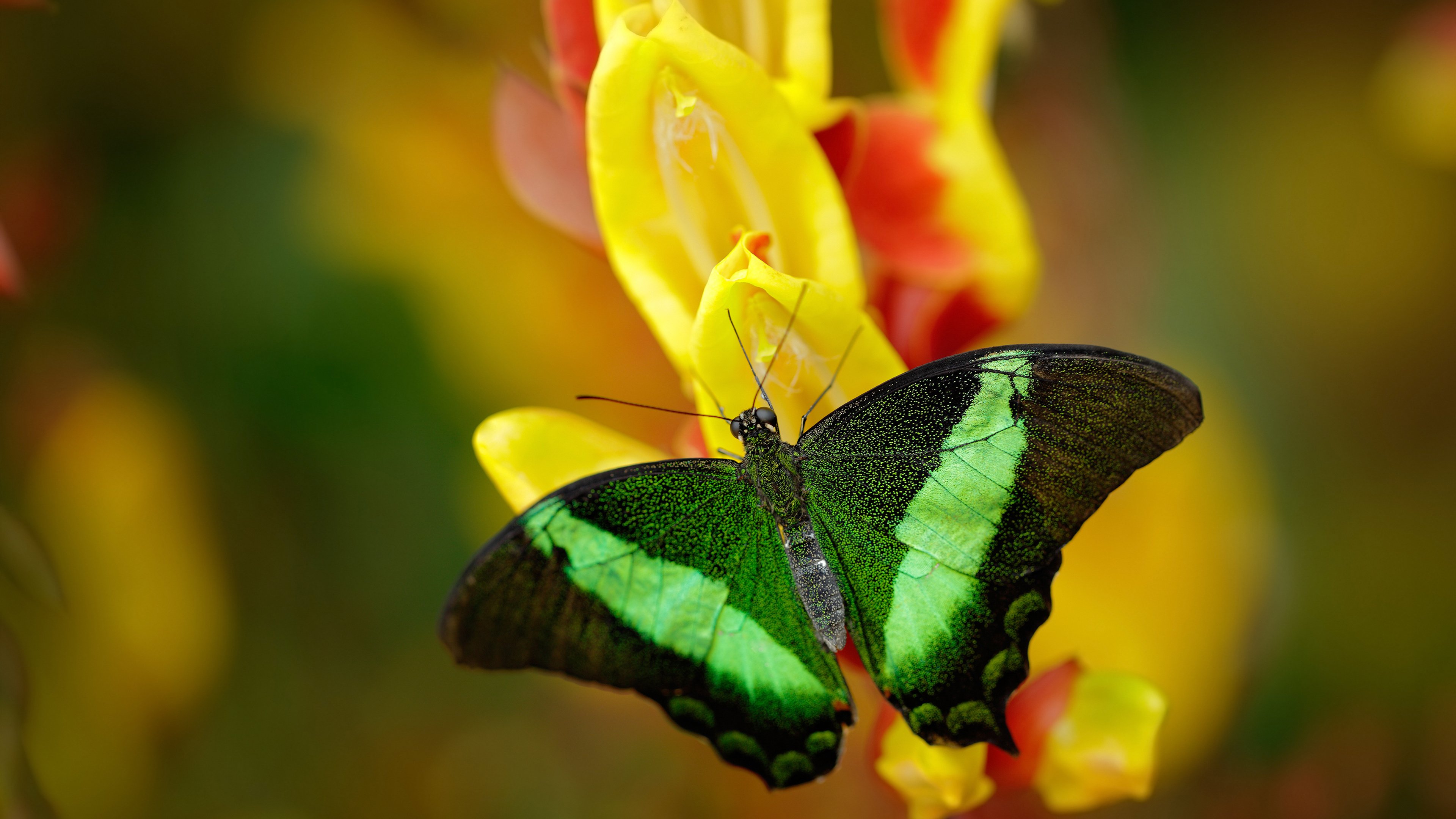 开云·体育官网APP下载-光明记忆未来之星线上赛，雄鹰展翅迎战强敌，光明记忆海报