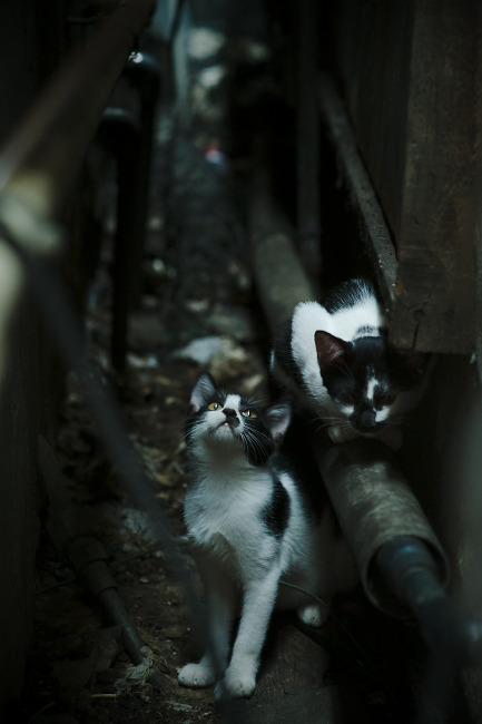 德甲球队积极推动社区足球，弘扬足球文化，社区足球比赛活动策划方案