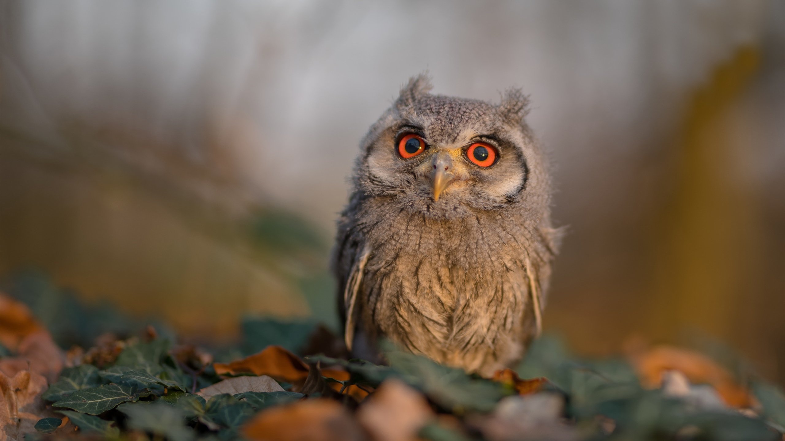 开云网页版-法甲“潜力新星”引发关注，未来之星渐露峥嵘，门将未来之星