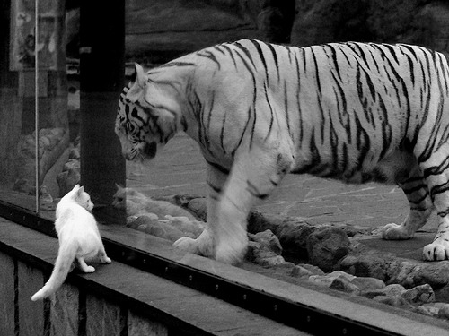 开云APP-EDG战队战术创新获好评，edg战队分析