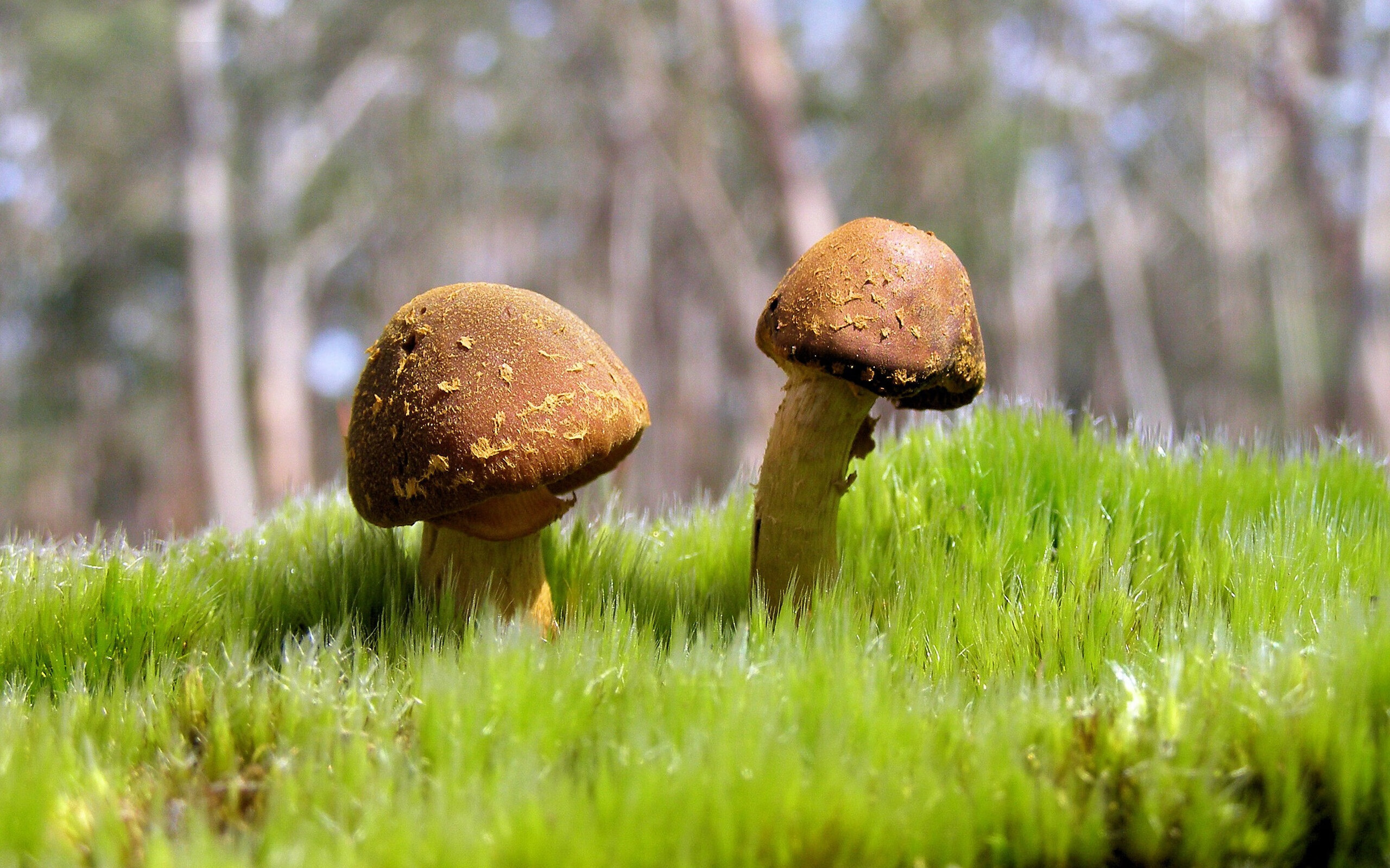 开云·体育官方网站入口-乌拉圭男足在巴黎奥运会比赛中表现出色，赢得铜牌，乌拉圭足球奥运冠军