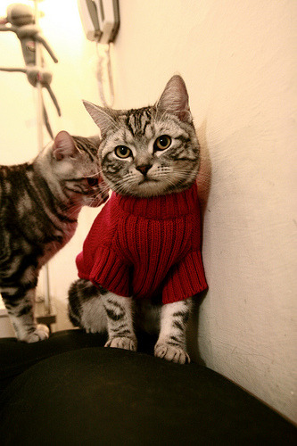 汉堡队客场失利,降级形势岌岌可危,汉堡 队