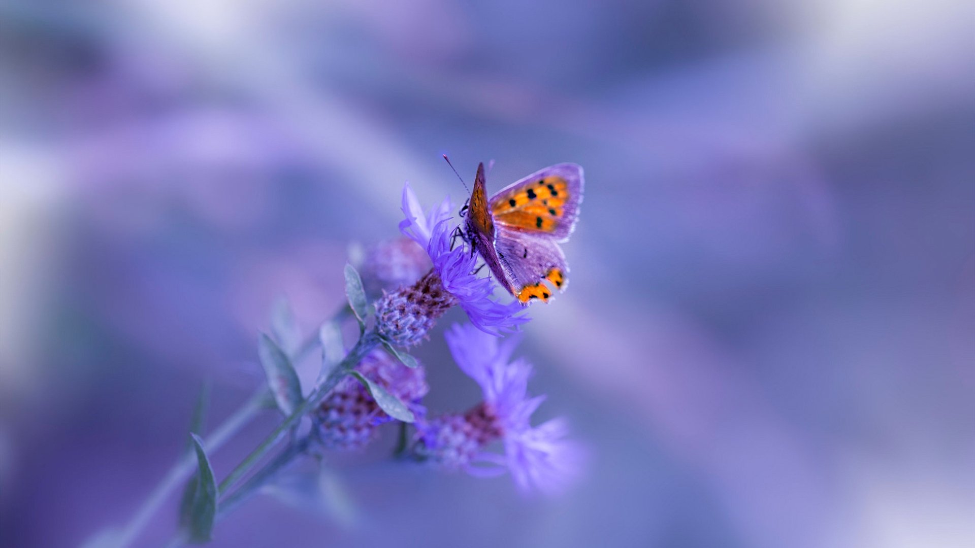 激烈较量在即,球迷们期待双方大比拼,激烈的足球联赛