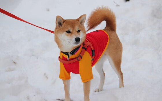 那不勒斯阵中新援连入两球,率领球队战胜对手,那不勒斯近期战绩