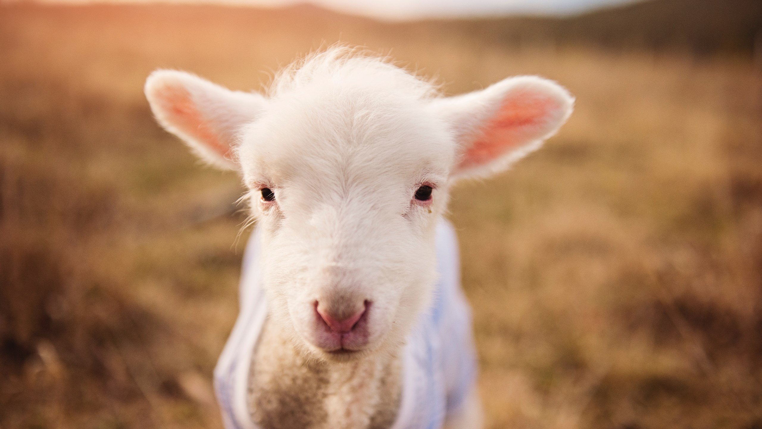 开云官网APP下载-印度队勇闯2024年国际乒联混合团体世界杯四强，世预赛印度