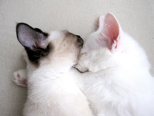 开云体育视频直播-服务保障：志愿者体系+智能平台同步上线，志愿者服务信息管理平台