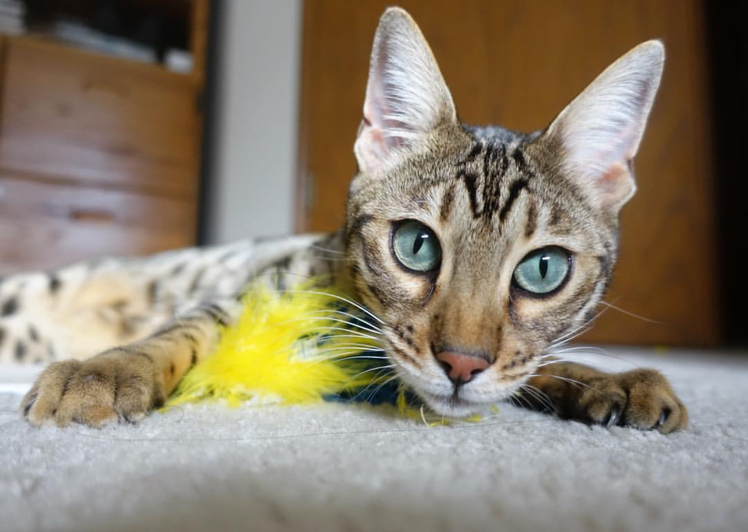 kaiyun 开云体育-利物浦在欧冠赛场奋勇争先，目标更高