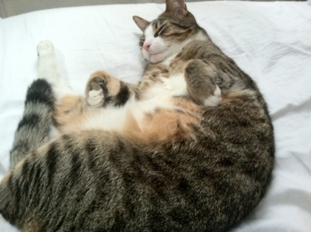 蝶泳赛场上的波兰力量赫梅列夫斯基，蝶泳波浪